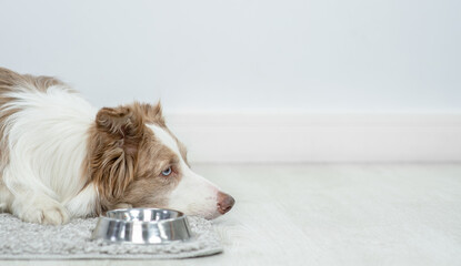 Sad sick dog lies with empty bowl. Empty space for text