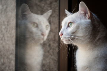 Gato mira por la ventana