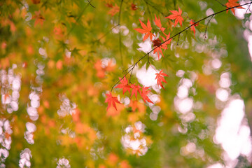 Fototapeta premium Autumn leaves fall leaves red leaves Maple