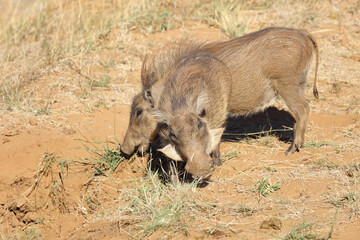 Warzenschwein / Warthog / Phacochoerus africanus