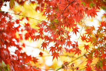 Autumn leaves fall leaves red leaves　Maple