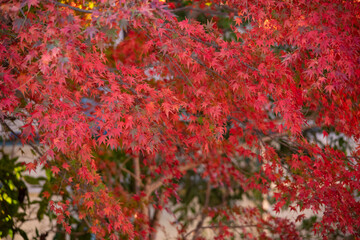 Autumn leaves fall leaves red leaves　Maple