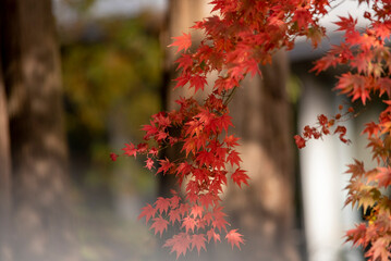 Autumn leaves fall leaves red leaves　Maple