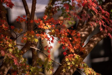 Autumn leaves fall leaves red leaves　Maple