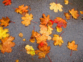 Jesienne liście,  Autumn leaves