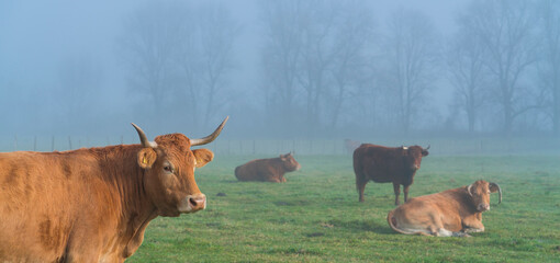 Cows and fog, Orduña, Sierra Salvada, Bizkaia, Basque Country, Spain, Europe