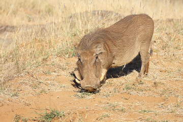 Warzenschwein / Warthog / Phacochoerus africanus