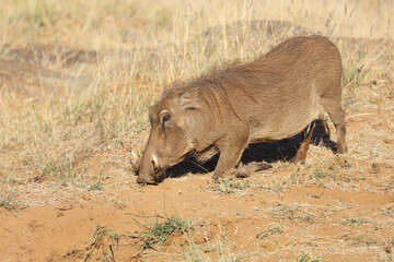 Warzenschwein / Warthog / Phacochoerus africanus