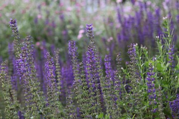 Fototapeta premium Purple Salvia Nemorosa or Wild Sage