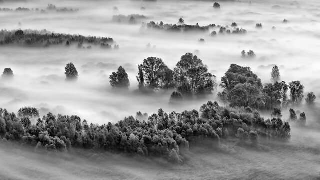 Fototapeta Black and white landscape with the forest wrapped by mist 