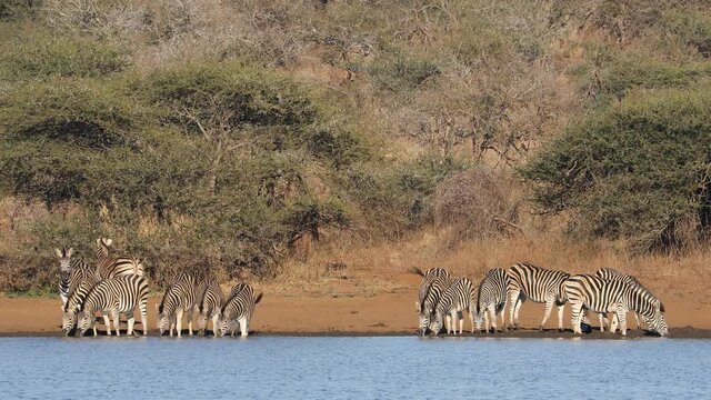 Herd of plains zebras (Equus burchelli) drinking water, Kruger National Park, South Africa