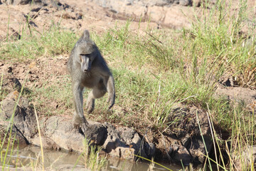 Bärenpavian / Chacma baboon / Papio ursinus...
