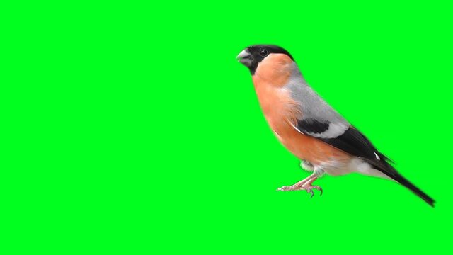 bullfinch on a green background, cut out