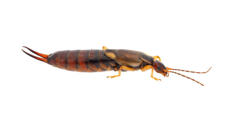 European earwig isolated on white background, Forficula auricularia