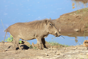 Warzenschwein / Warthog / Phacochoerus africanus