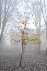 Young golden tree in seasonal foggy weather