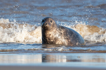Atlantic Grey Seal (Halichoerus grypus) in the edge of the sea in breeding season