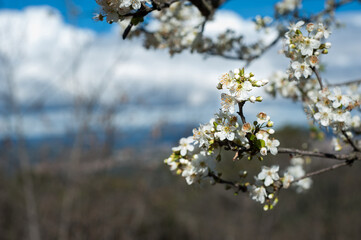 Flores de almendro