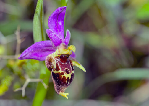 Ophrys Bilder Durchsuchen 4,684 Archivfotos, und