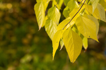 Tree twigs with autumn leaves on blurred background