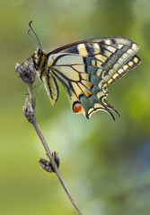 Papilio machaon, the Old World swallowtail.