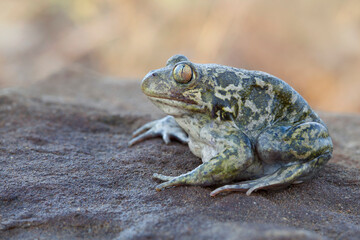 Pelobates syriacus, the eastern spadefoot or Syrian spadefoot, is a species of toad in the family Pelobatidae, native to an area extending from Eastern Europe to Western Asia.