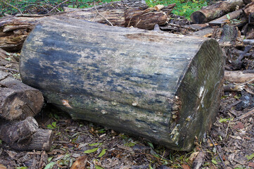 Old rotten logs