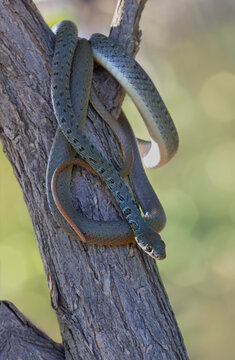 Platyceps najadum, known commonly as Dahl's whip snake, the slender whip snake.