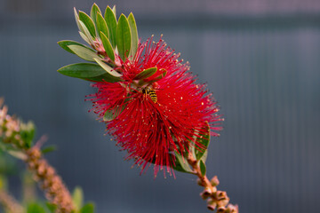 Happy wasp a bottlebrush flower