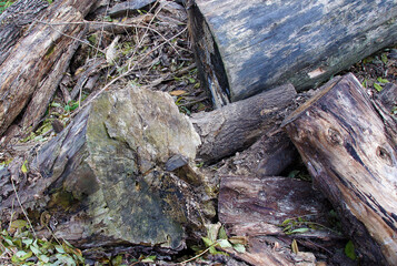 Fototapeta na wymiar Old rotten logs