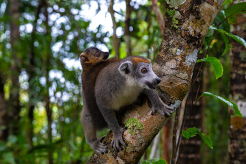 Naklejka na ściany i meble A crown lemur on a tree in the rainforest of Madagascar