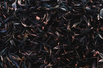 Background of dry leaves in the evening