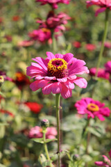 Obraz premium 花 花畑 秋 ジニア カラフル ピンク