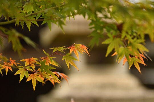 Totenglocke Bilder Durchsuchen 1,897 Archivfotos, und