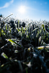 A meadow frozen by the dew, which is lit by the sun and makes the green, fresh grass glitter and sparkle