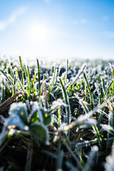A meadow frozen by the dew, which is lit by the sun and makes the green, fresh grass glitter and sparkle