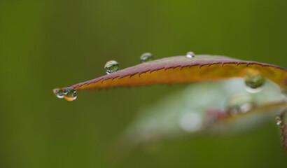 Raindrop　 Water drops　Nature　Polka dots　leaf