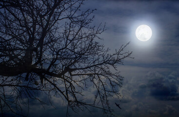 Full moon in the garden above the tree branches
