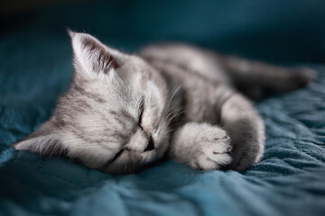 .Cute sleeping Scottish kitten on a blue plaid. Cozy home concept. The concept of home comfort, pets, sleep.