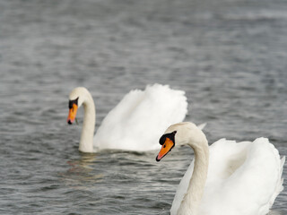 Mute swan on Lake Shinji