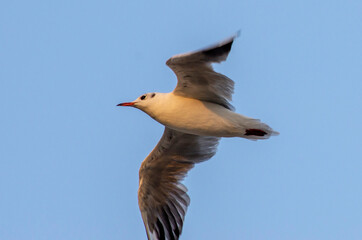 Lonely seagull flying high in the sky
