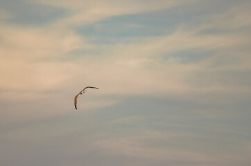 Lonely seagull flying high in the sky