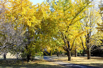 秋 紅葉 銀杏 イチョウ葉 黄色 公園