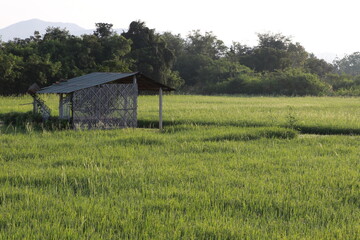 Beautiful view of the rice field in the morning