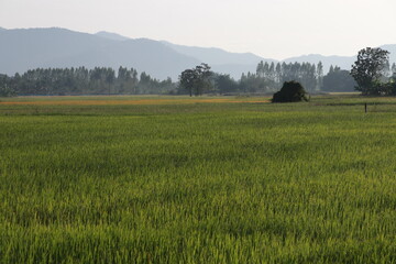 Fototapeta premium Beautiful view of the rice field in the morning