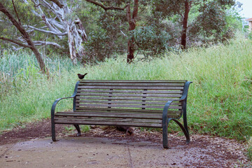 bench in the park surrounded by long grass with blackbird