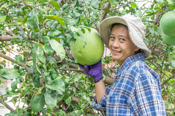 Asian woman farmer in pomelo orchard