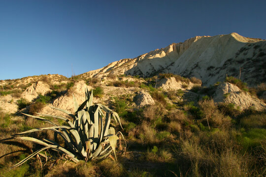 Ambiente semi&aacute;rido, formaci&oacute;n geomorfol&oacute;gica de badlands. Pita o pitera en primer t&eacute;rmino (Agave americana). Paisaje Protegido Barrancos de Gebas, Alhama de Murcia.