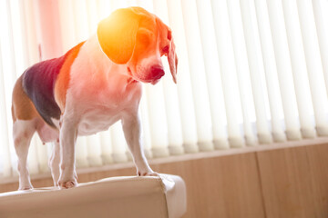 Smart Beagle Dog standing on bed in Animal hospital