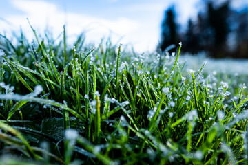 A meadow frozen by the dew, which is lit by the sun and makes the green, fresh grass glitter and sparkle